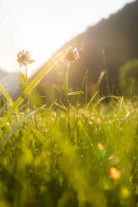 Close-up of plants growing on field