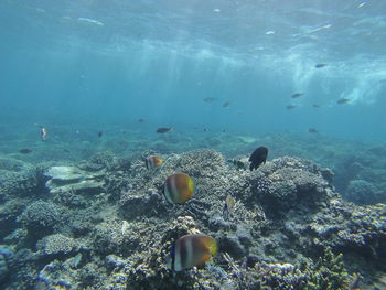 Fish swimming in sea