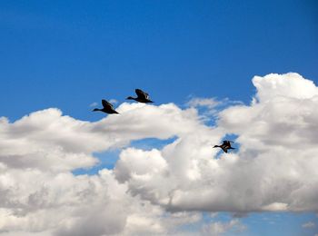 Low angle view of airplane flying against sky