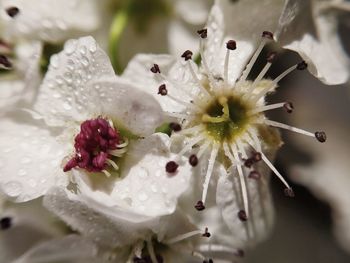 Close-up of raindrops on white flower