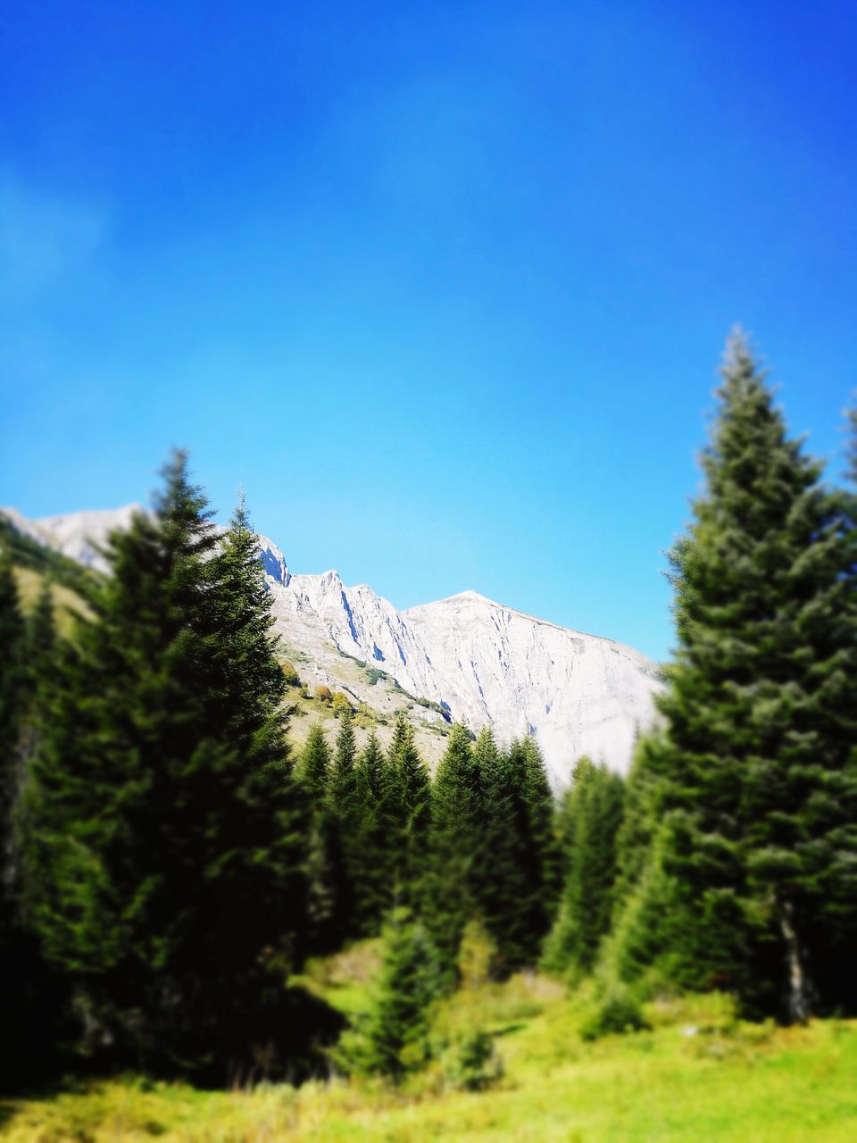 tree, blue, clear sky, cold temperature, tranquil scene, weather, winter, scenics, snow, beauty in nature, mountain, season, growth, nature, tranquility, non-urban scene, green color, day, outdoors, solitude, remote, mountain range, majestic, no people, green