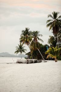 Palm trees on beach against sky