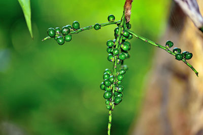 Close-up of water drops on plant