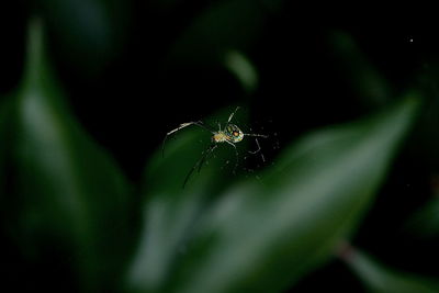 Close-up of spider on web