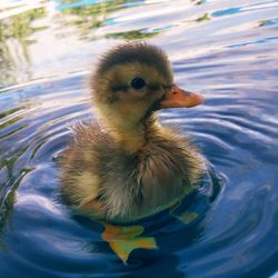 Close-up of duck swimming in lake