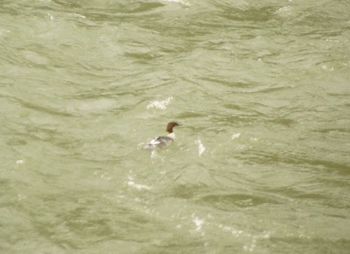 High angle view of duck swimming in lake