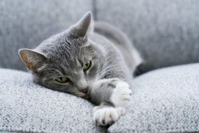 Close-up of cat lying on sofa at home