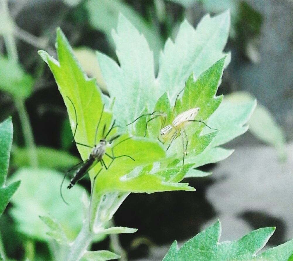 CLOSE-UP OF CATERPILLAR ON PLANT