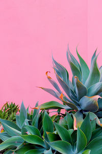 Plants on pink fashion concept. canary green. plant lover idea