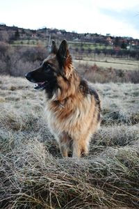 Dog in field