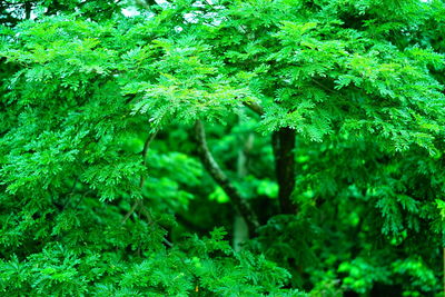 Close-up of fresh green plants in forest