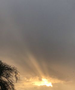 Low angle view of silhouette palm trees against sky during sunset