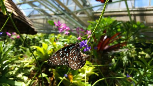 Close-up of butterfly pollinating flowers