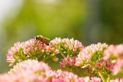 Close-up of bee pollinating on pink flower