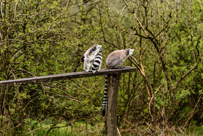 Close-up of bird perching on branch