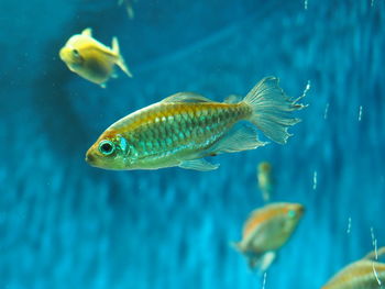 Fish swimming in sea