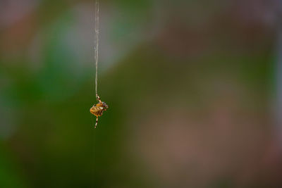 Close-up of insect on wet plant