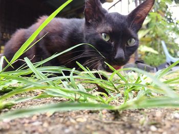 Portrait of cat on grass