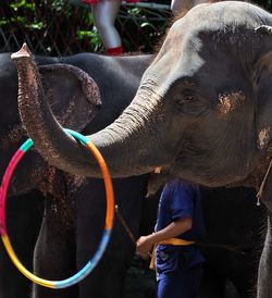 animal themes