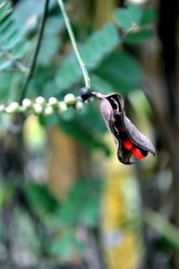 Close-up of plant pod growing outdoors