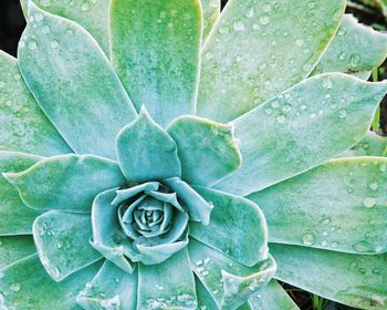 Full frame shot of succulent plant