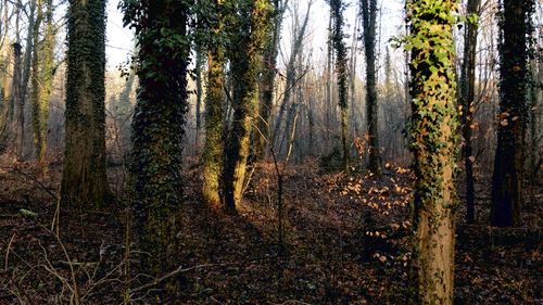 Pine trees in forest