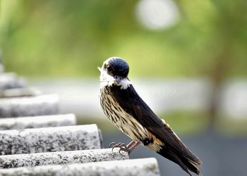 Close-up of bird perching outdoors