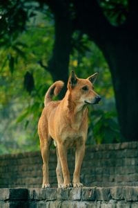 Portrait of dog