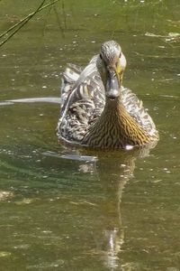 Duck swimming in lake