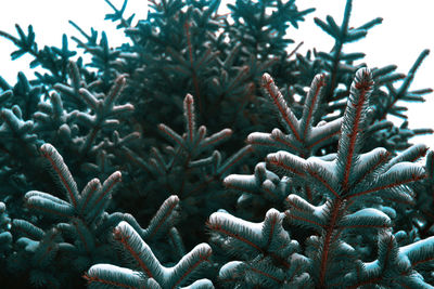 Close-up of frozen plant