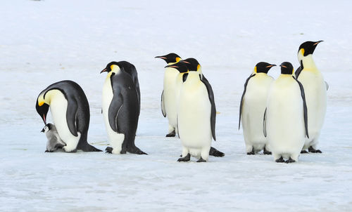 Flock of birds in snow