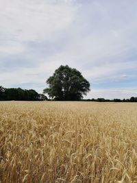 Scenic view of wheat field with a tree against sky