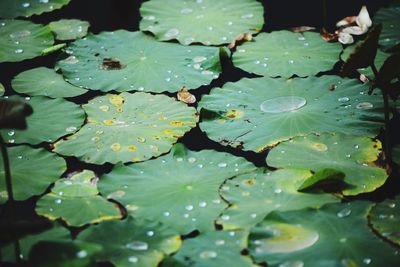 Close-up of leaves floating on water