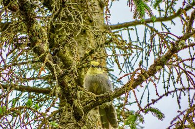 Low angle view of squirrel on tree