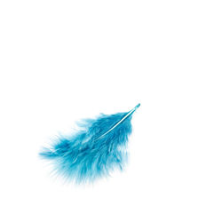 Close-up of feather against white background