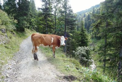 Horse on grass against trees