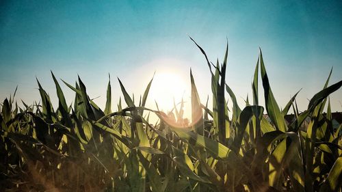 Crops growing on field against sky