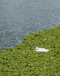 High angle view of duck floating on lake
