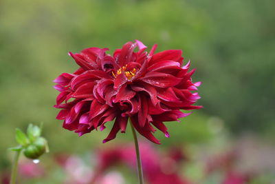 Close-up of pink flower