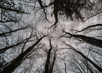 Low angle view of bare trees in forest