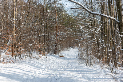 Bare trees on snow covered land