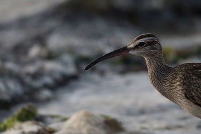 Close-up of a bird looking away