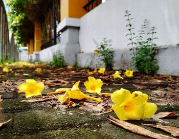 Close-up of yellow flowering plant