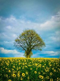 Scenic view of oilseed rape field against sky