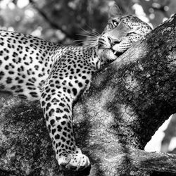 Cat relaxing on a tree