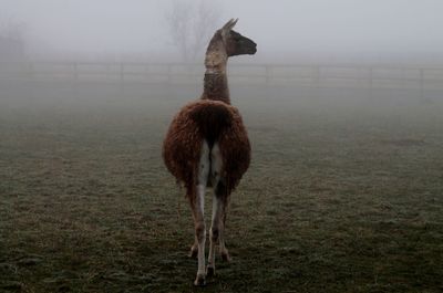 Rear view of llama in fenced enclosure 