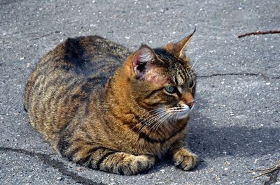 High angle view of cat sitting on street