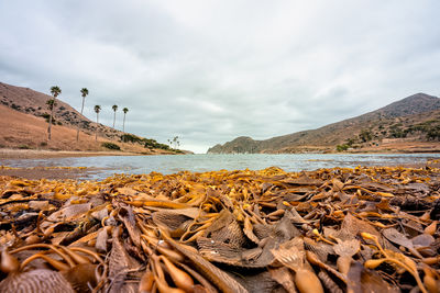 Scenic view of cat harbor, on catalina island, california.