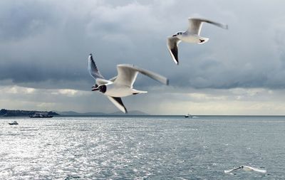 Seagulls flying over sea