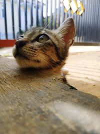 Close-up of cat lying on floor